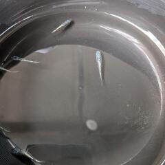 🐟改良メダカ🐟産卵床🥚の画像