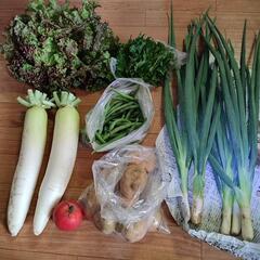 梅雨のお野菜７点