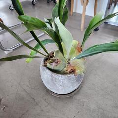 【処分物】ビカクシダ(コウモリラン)鉢つき