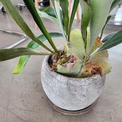 【処分物】ビカクシダ(コウモリラン)鉢つきの画像