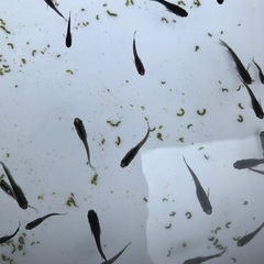 【お取引中】メダカ　黒　50匹以上　2,000円 めだかの画像