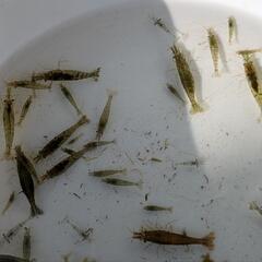 夏休み価格ミナミヌマエビ１匹10円の画像