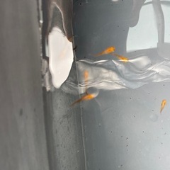 【メダカ屋　恵作めだか】　赭天(しゃてん)　写真は現物　ランダムに撮影　若魚　1匹300円の画像