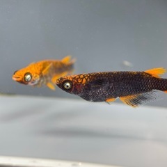 【メダカ屋　恵作めだか】　赭天(しゃてん)　写真は現物　ランダムに撮影　若魚　1匹300円の画像