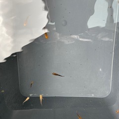 【メダカ屋　恵作めだか】　赭天(しゃてん)　写真は現物　ランダムに撮影　若魚　1匹300円の画像