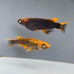 【メダカ屋　恵作めだか】　赭天(しゃてん)　写真は現物　ランダム...