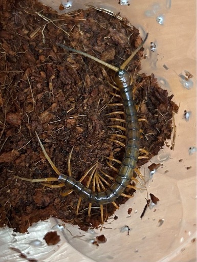 ホワイトビアード2匹