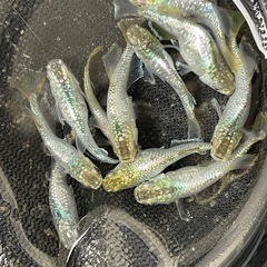 メダカ　オパール　オリジナル血統　光体型、ダルマ　出ます　予約可能