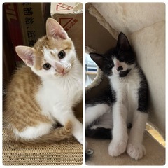 保護猫里親さん募集、生後2ヶ月、男の子2匹です
