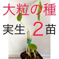 大粒のモンステラデリシオーサの種から生育した実生です！2苗（株）Ｂ⑧