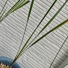 🌴ココスヤシ 3年生 1鉢  の画像