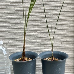🌴ココスヤシ 3年生 1鉢  の画像