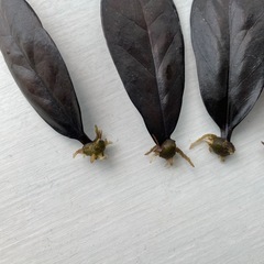  【発根済み】ザミオクルカス レイブン 葉挿し5枚セット の画像