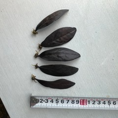  【発根済み】ザミオクルカス レイブン 葉挿し5枚セット の画像