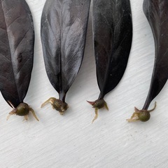  【発根済み】ザミオクルカス レイブン 葉挿し5枚セット の画像