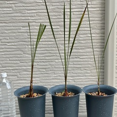 🌴ココスヤシ 3年生 2鉢