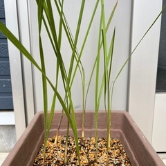 🌴ココスヤシ 2年生 抜き苗 1本の画像