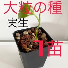 大粒のモンステラデリシオーサの種から生育した実生です！1苗（株）Ｂ⑧