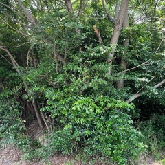 木　薪の画像