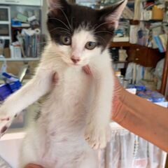 子猫B【鼻に黒い模様ナシ】