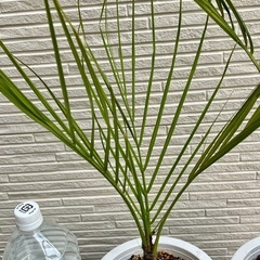 ①🌴✨ココスヤシ 5年生苗 南国風シンボルツリー 耐寒性・耐暑性◎ 鉢植え1株の画像