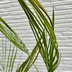 ①🌴✨ココスヤシ 5年生苗 南国風シンボルツリー 耐寒性・耐暑性◎ 鉢植え1株の画像