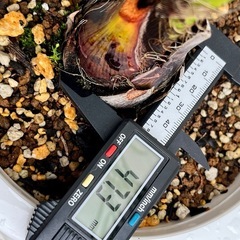 ①🌴✨ココスヤシ 5年生苗 南国風シンボルツリー 耐寒性・耐暑性◎ 鉢植え1株の画像