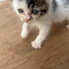 人懐こい小さい子猫ちゃん