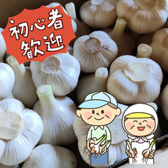 ＼日払い・1日OK！／未経験者大歓迎！にんにく収穫作業