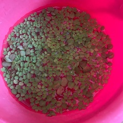 メダカ　浮草
