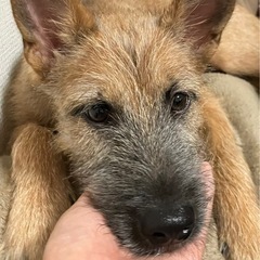 野犬