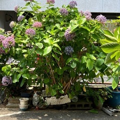 まとめて無料‼️お花達‼️ガーデニング‼️