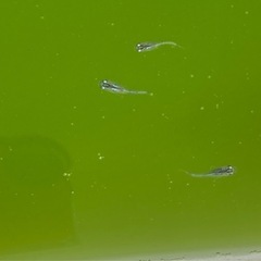 ⑤ラメメダカ（サファイア）稚魚6匹　の画像