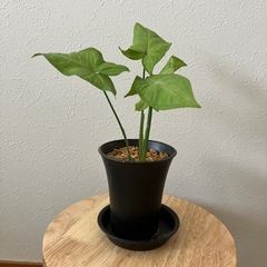 観葉植物★ミニ観葉★シンゴニウム★挿木★鉢付き受け皿付き★