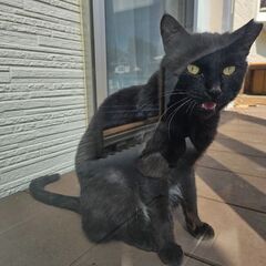 甘えん坊なクロちゃん　推定2歳