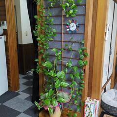 観葉植物♥