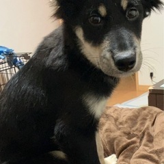 野犬