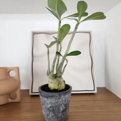 アデニウム