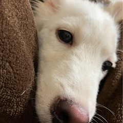 野犬