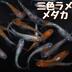 ランキングキーワードに紐づく投稿画像-メダカ