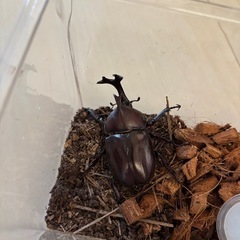 まだまだいます！カブトムシケース付き　の画像