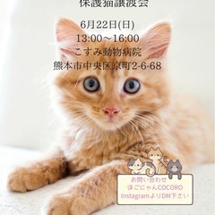 🩷可愛い保護猫譲渡会のお知らせ🩷
