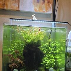 熱帯魚水、植物育成用のGexエキゾテラライトスタンドの画像