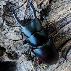 アカアシクワガタ♂♀PA