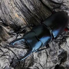 天然アカアシクワガタ2PAの画像