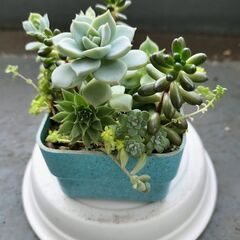 多肉植物の寄せ植え