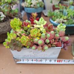 多肉植物寄せ植え