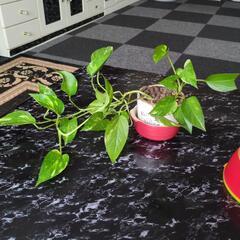 ポトス♥観葉植物