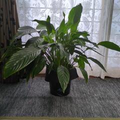 観葉植物♥