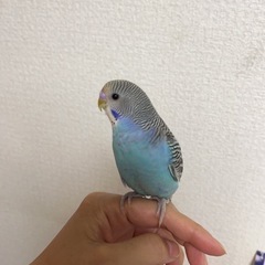 よろしくお願いします。